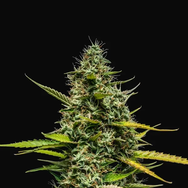 Mimosa Auto