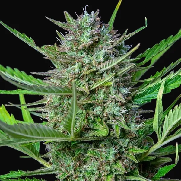 Mimosa Auto