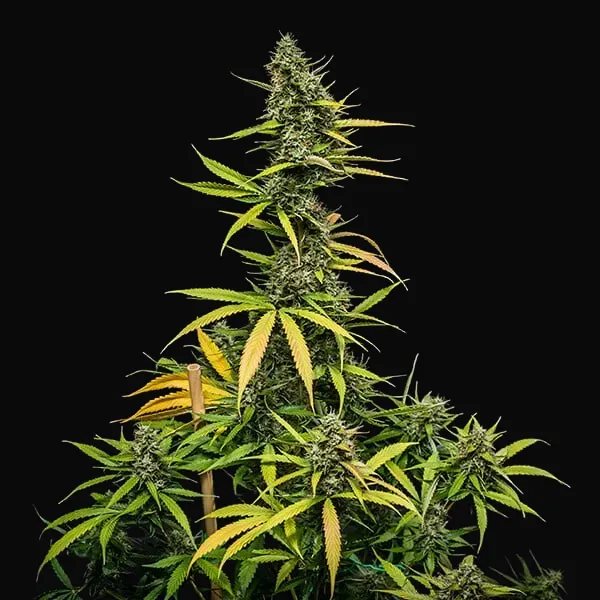 Mimosa Auto