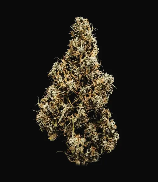 Mimosa Auto