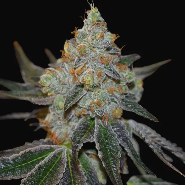 Mimosa Auto