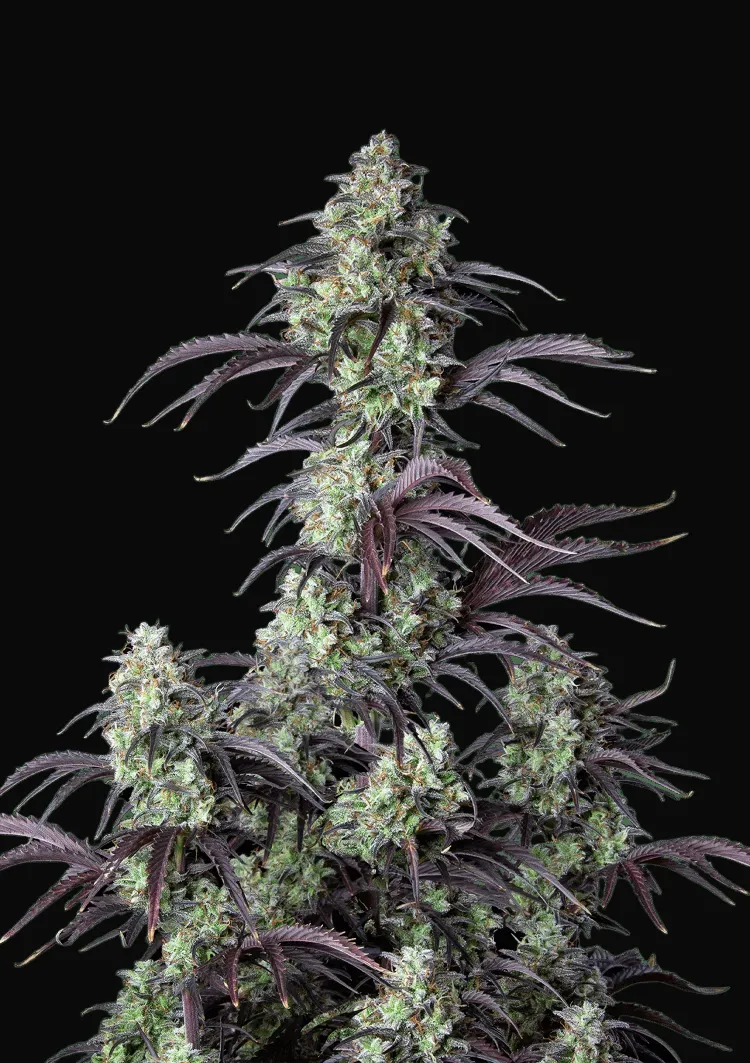 Mimosa Cake Auto