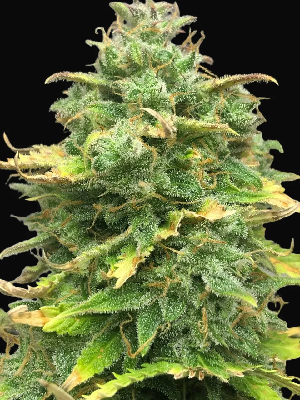 Mimosa Cake Auto