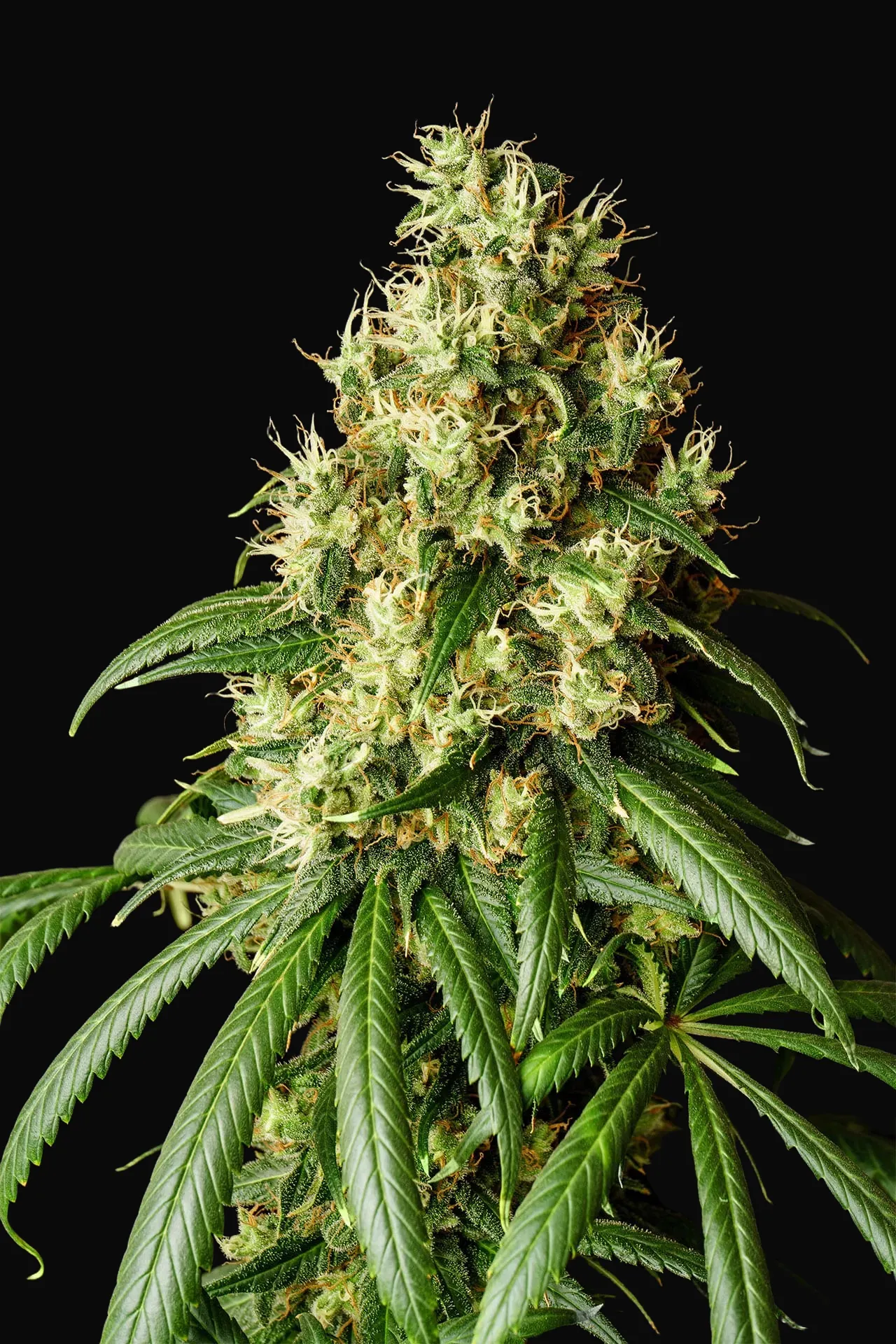 Mimosa Dream