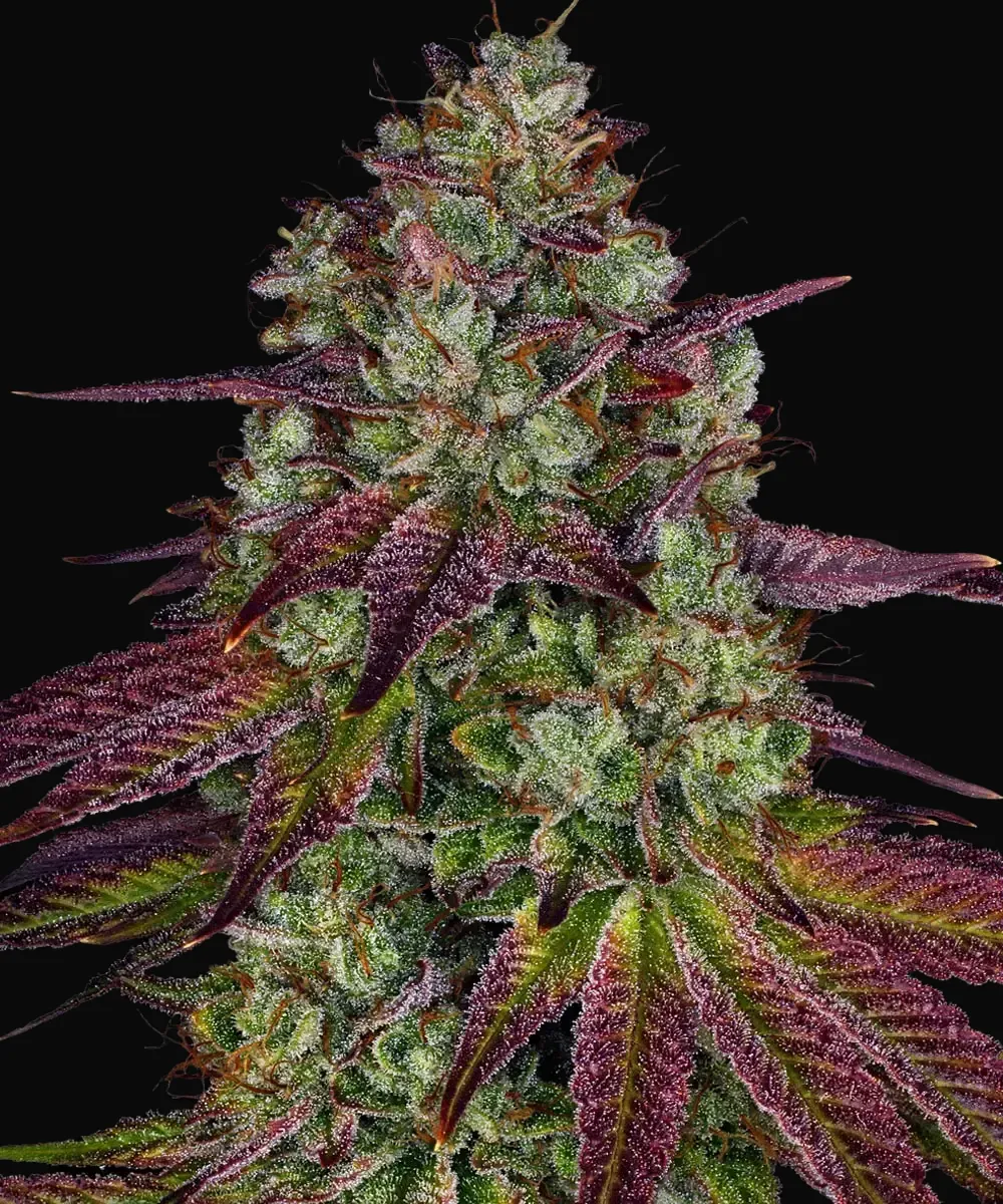 Mimosa Evo
