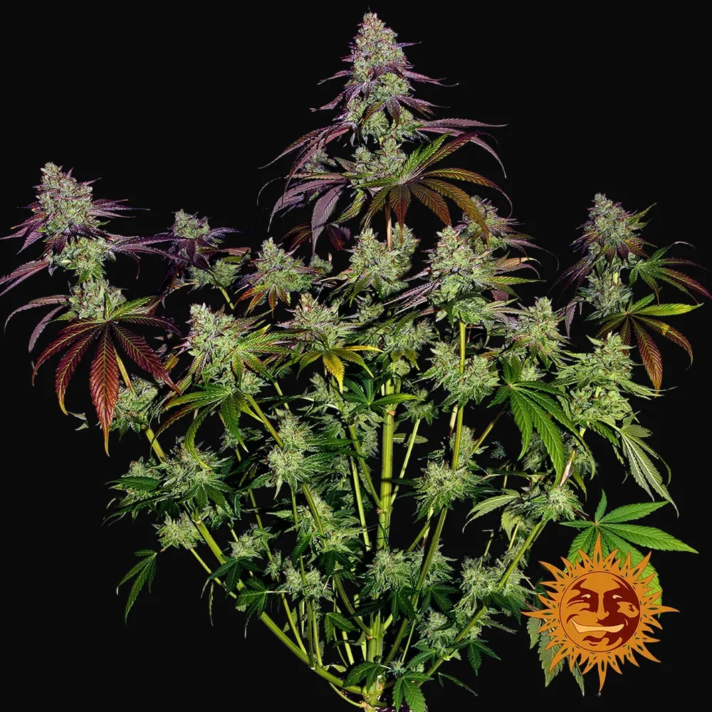 Mimosa Evo