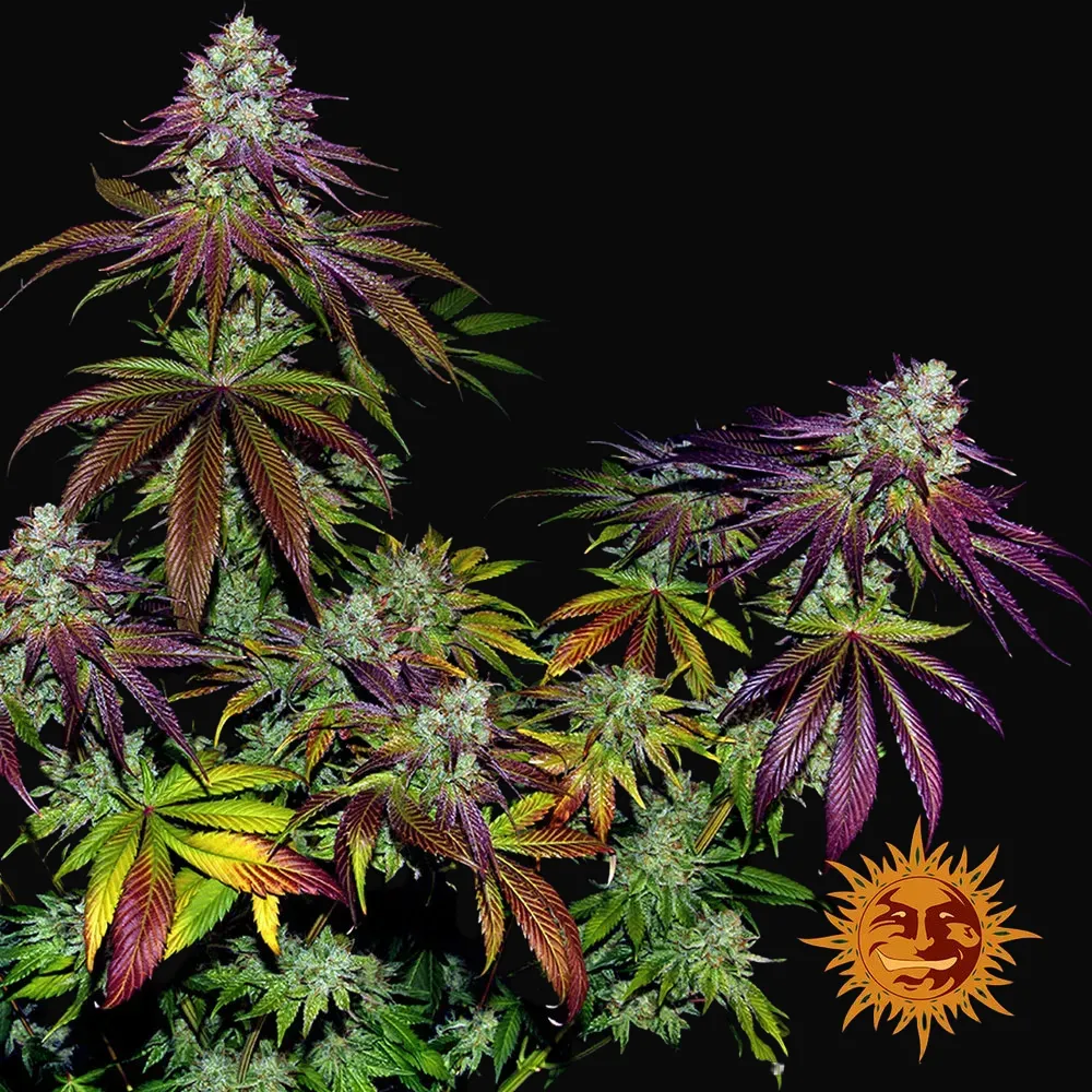 Mimosa Evo
