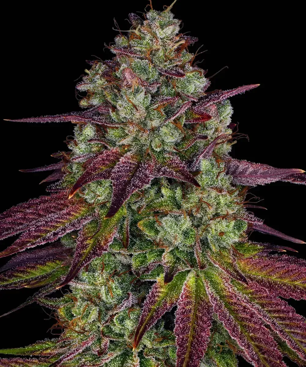 Mimosa Evo