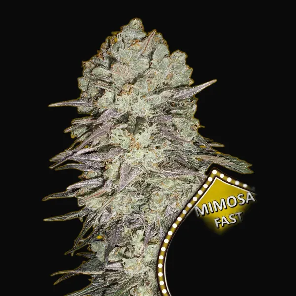 Mimosa Fast