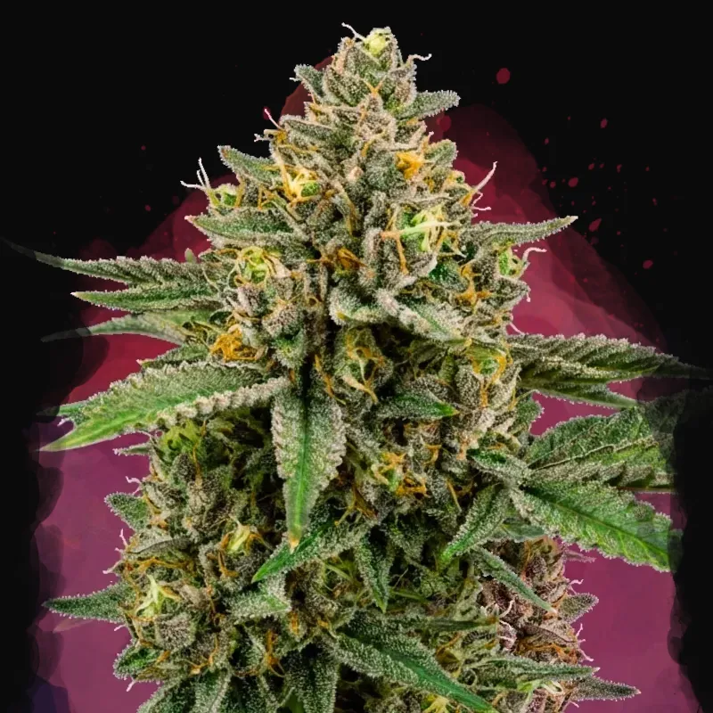Mimosa