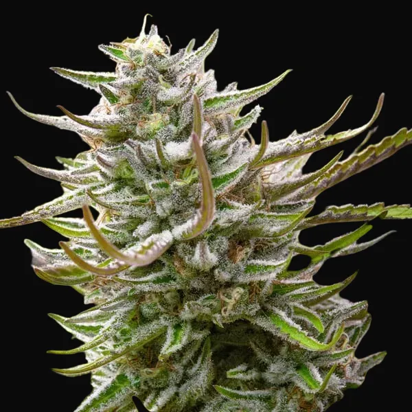 Mimosa