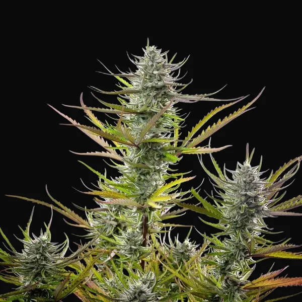 Mimosa