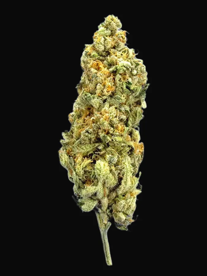 TB Mimosa
