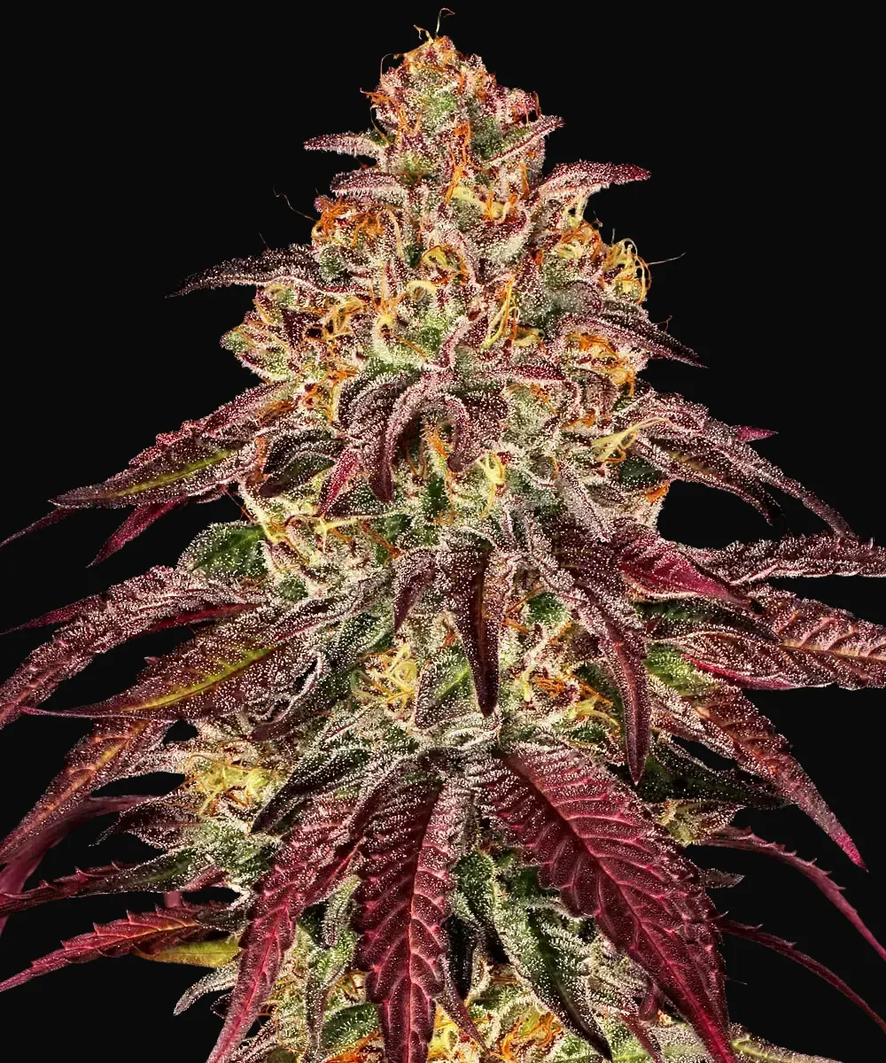 Mimosa X Orange Punch Auto