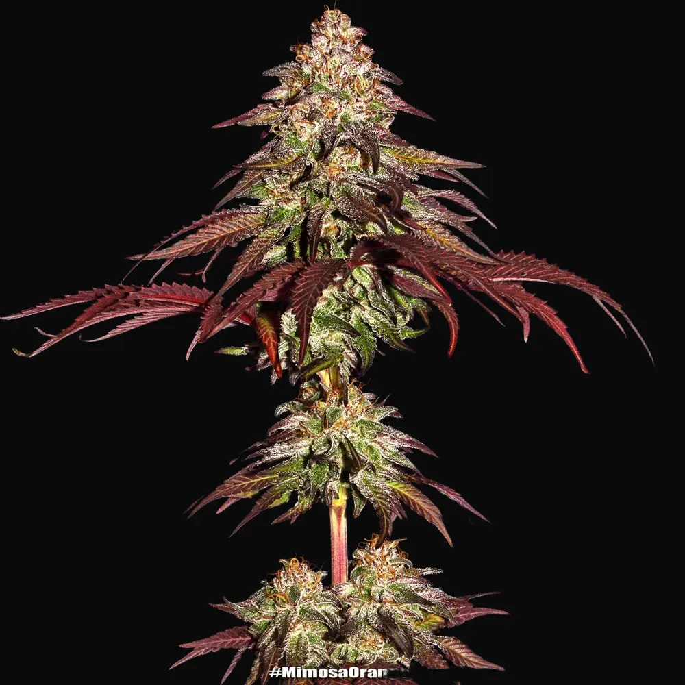 Mimosa X Orange Punch Auto