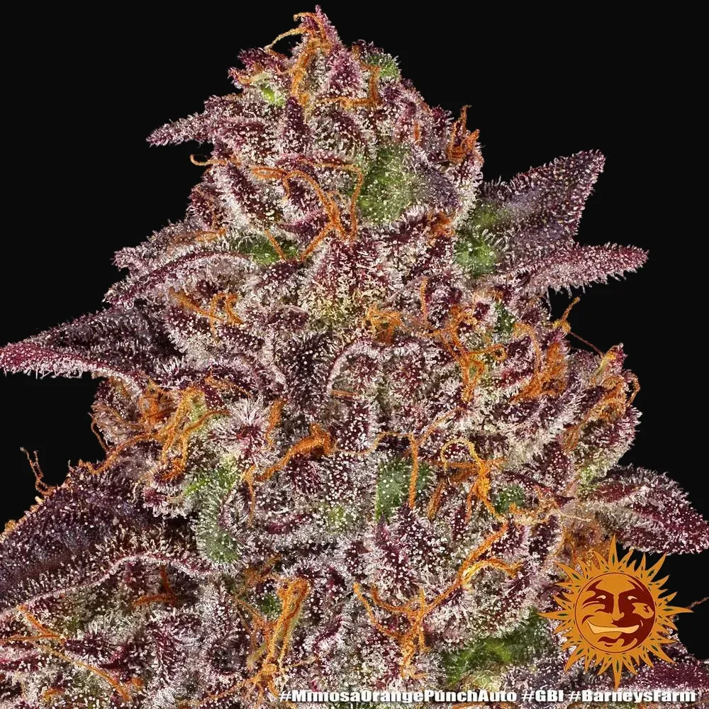 Mimosa X Orange Punch Auto