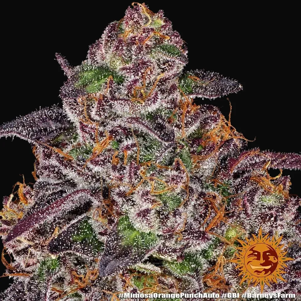 Mimosa X Orange Punch Auto