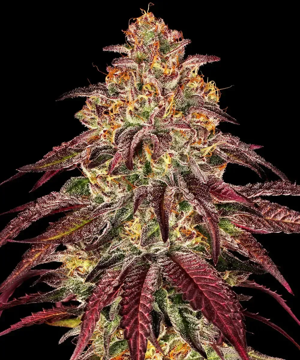 Mimosa X Orange Punch Auto
