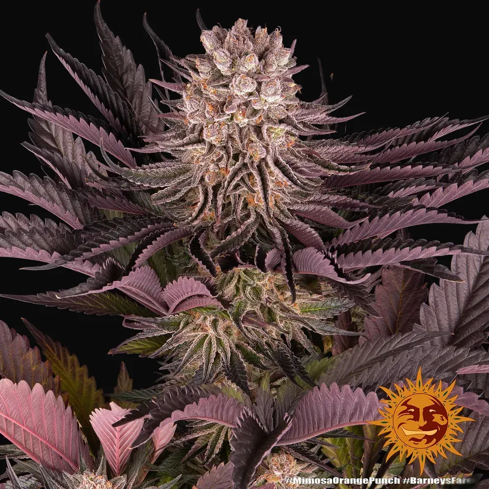 Mimosa X Orange Punch