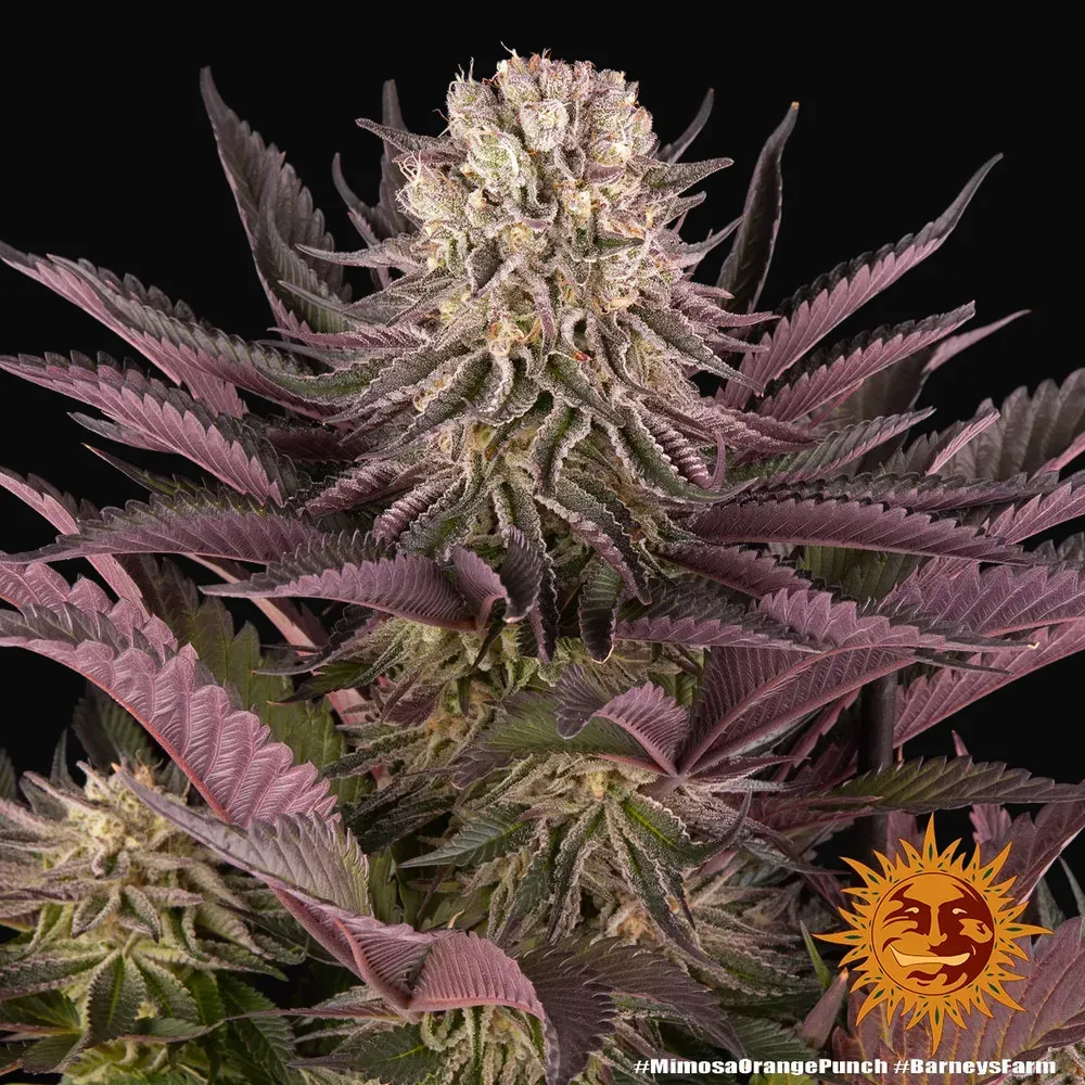 Mimosa X Orange Punch
