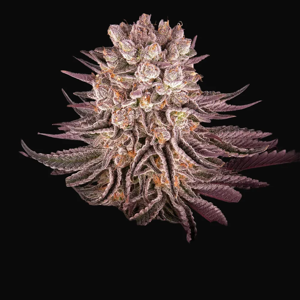 Mimosa X Orange Punch