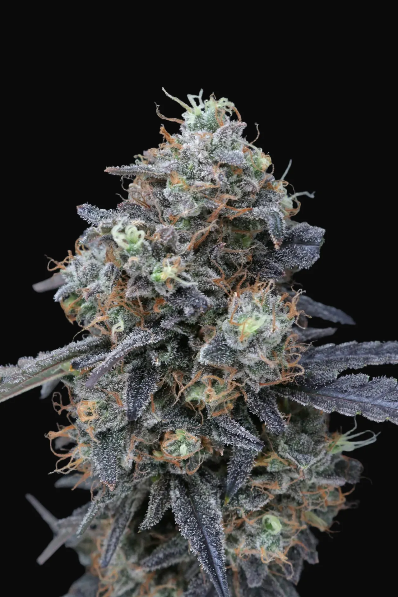 Minty Grape Kush