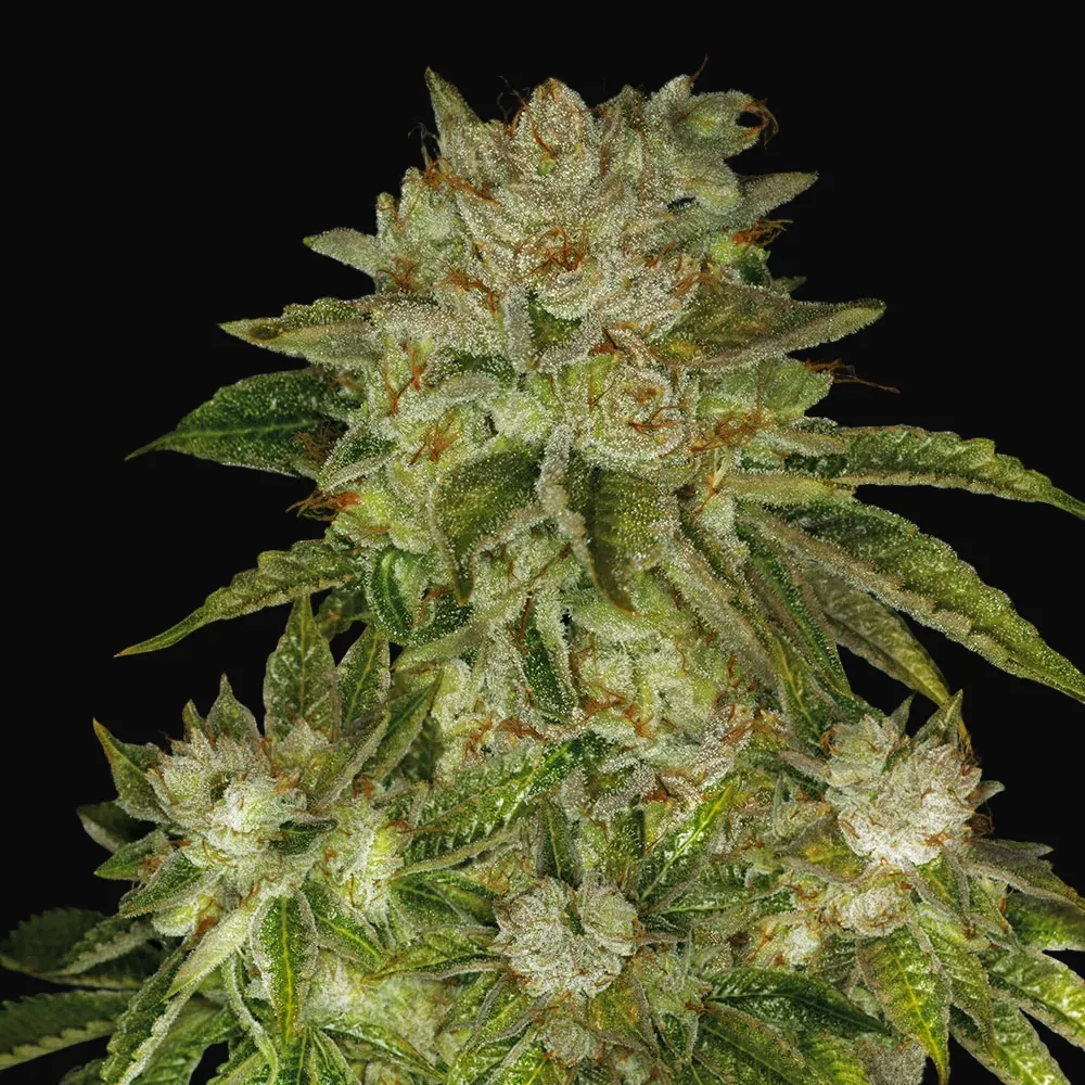 MK-Ultra Kush Regular