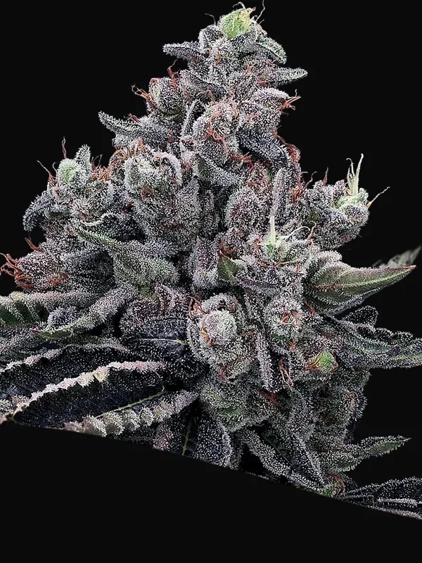 Mob Boss