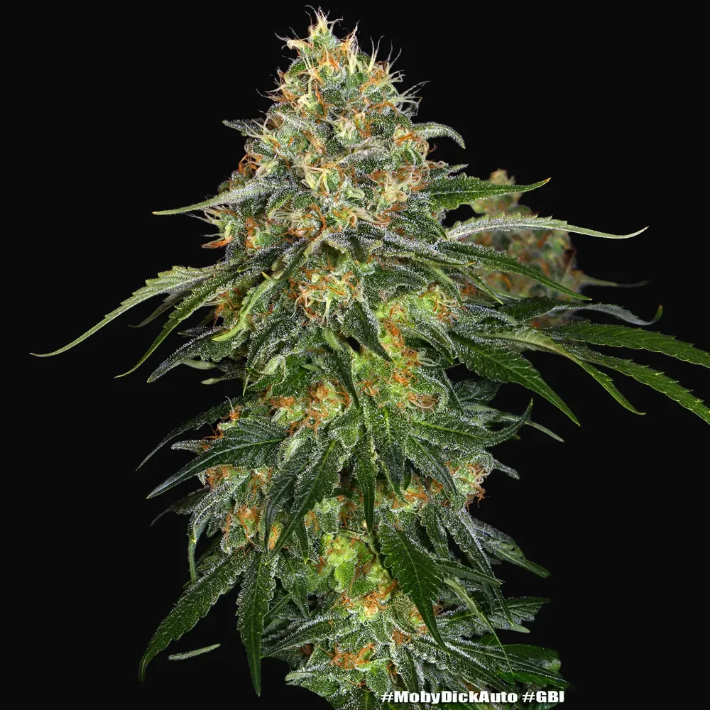 Moby Dick Auto