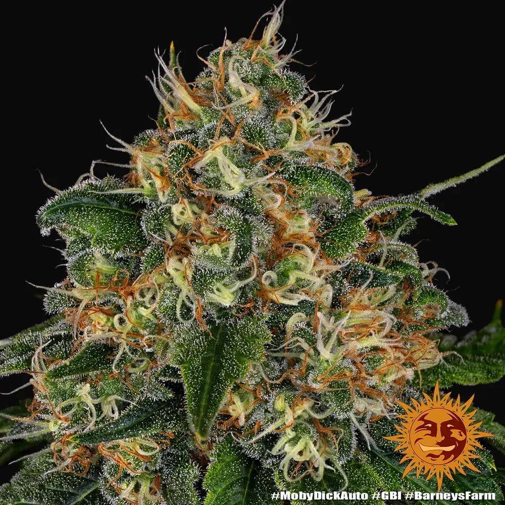Moby Dick Auto