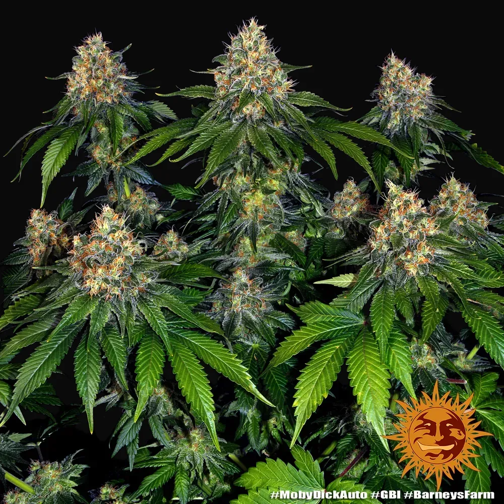 Moby Dick Auto