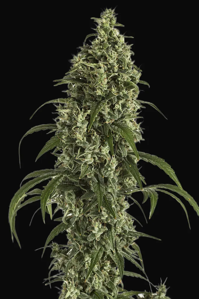 Moby Dick Auto
