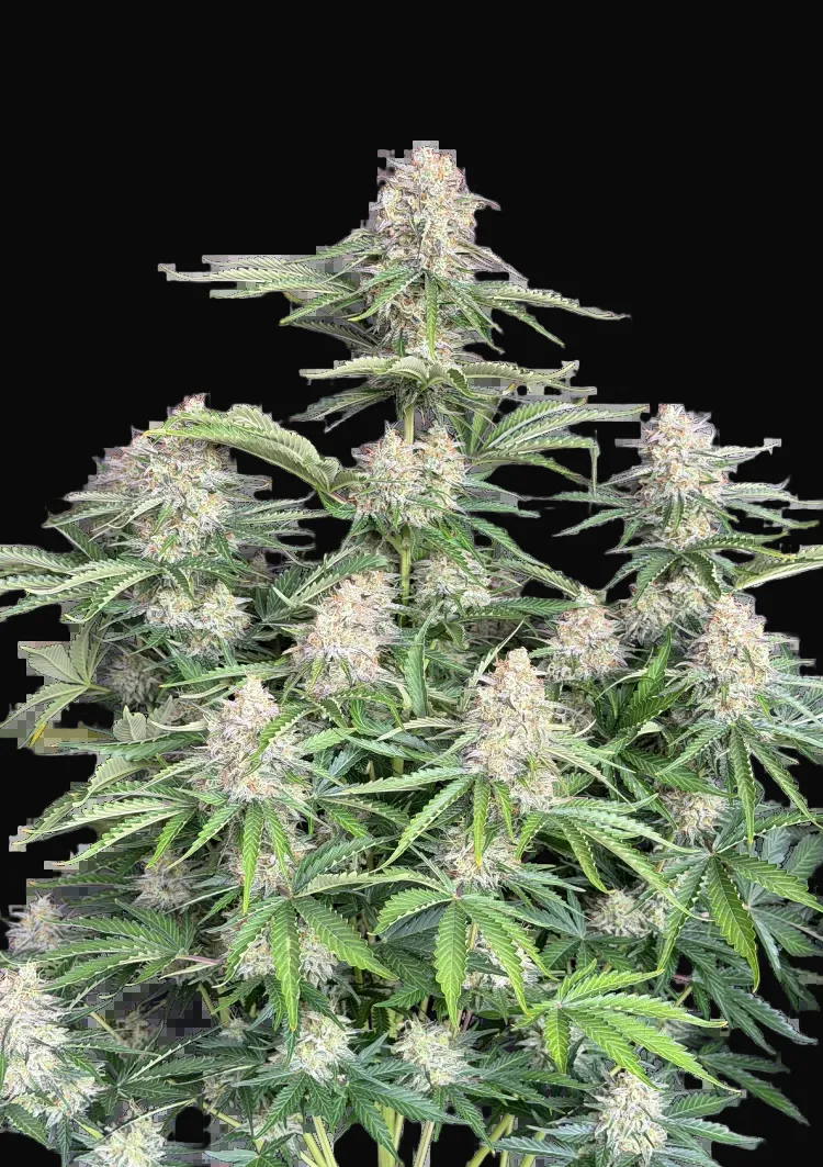 Moby Dick Auto