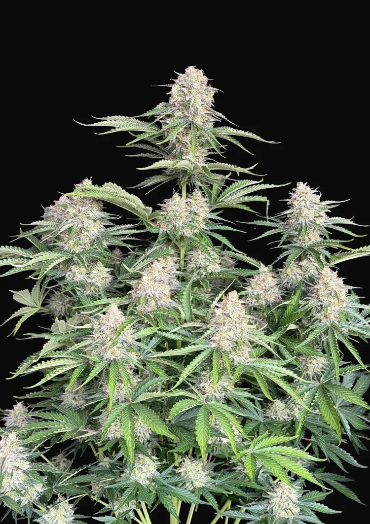 Moby Dick Auto