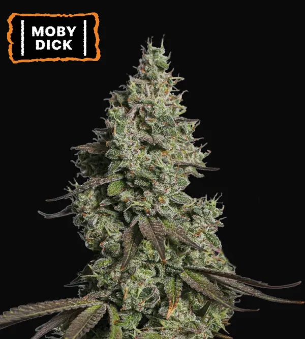 Moby Dick Auto
