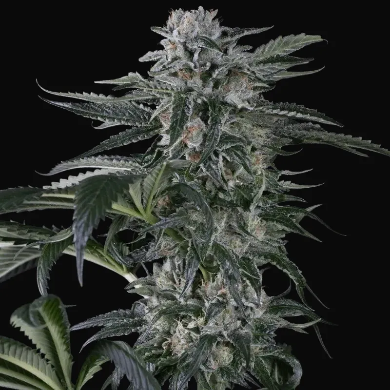 Moby Dick Auto