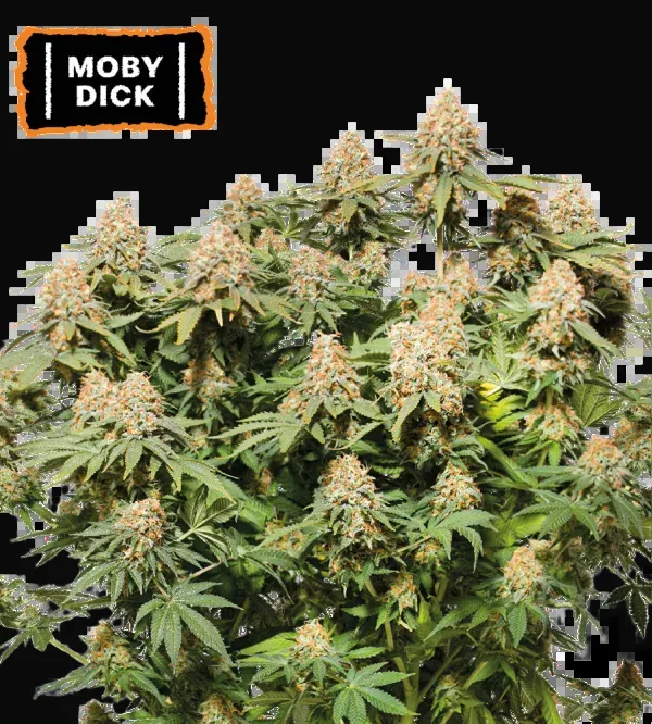 Moby Dick