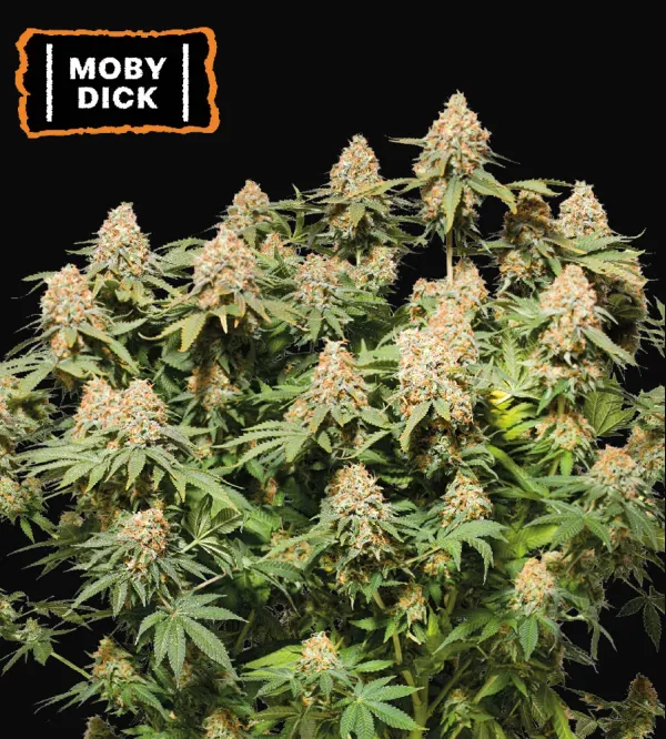 Moby Dick