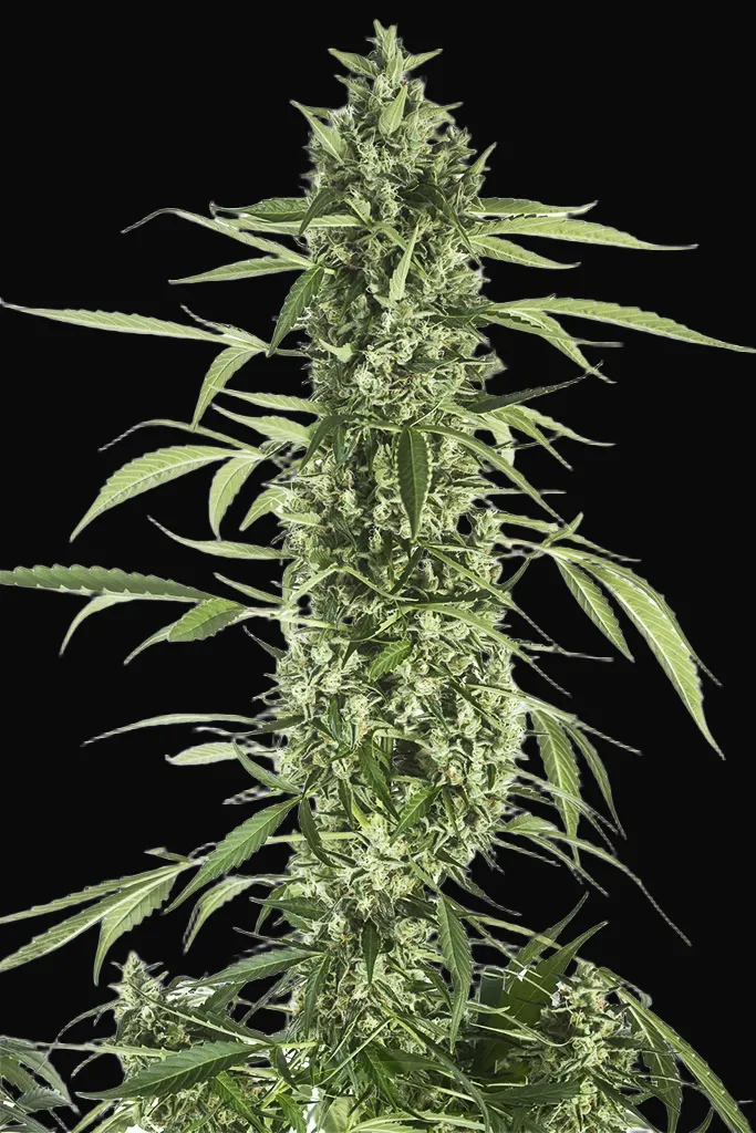 Moby Dick XXL Auto