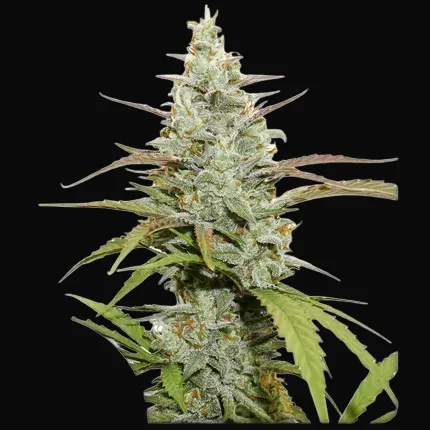 Mokum’s Tulip