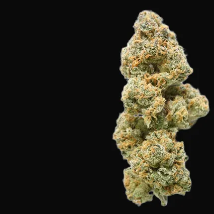 Mokum’s Tulip