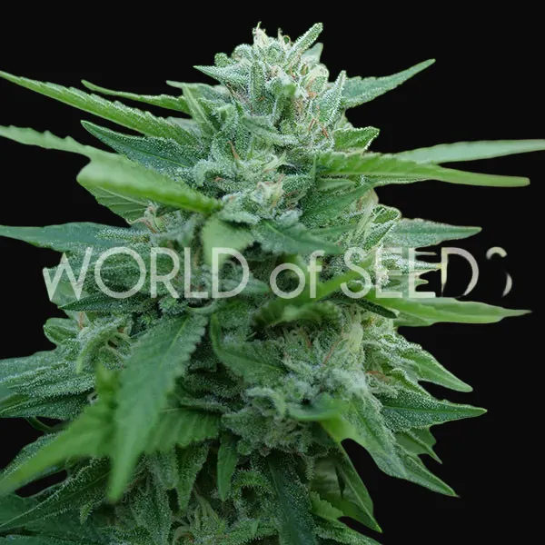 Mongolia THC Free