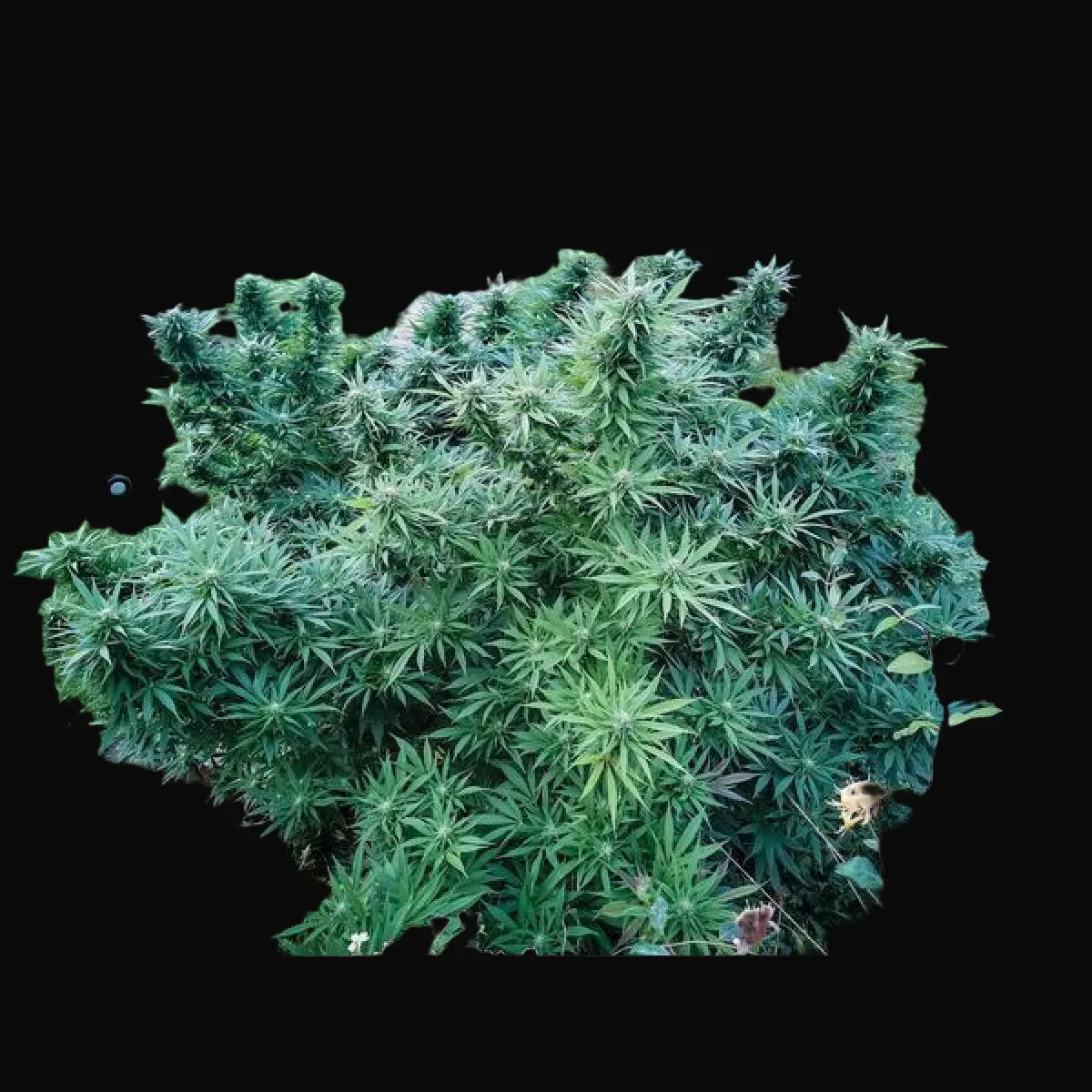 Monkey Glue