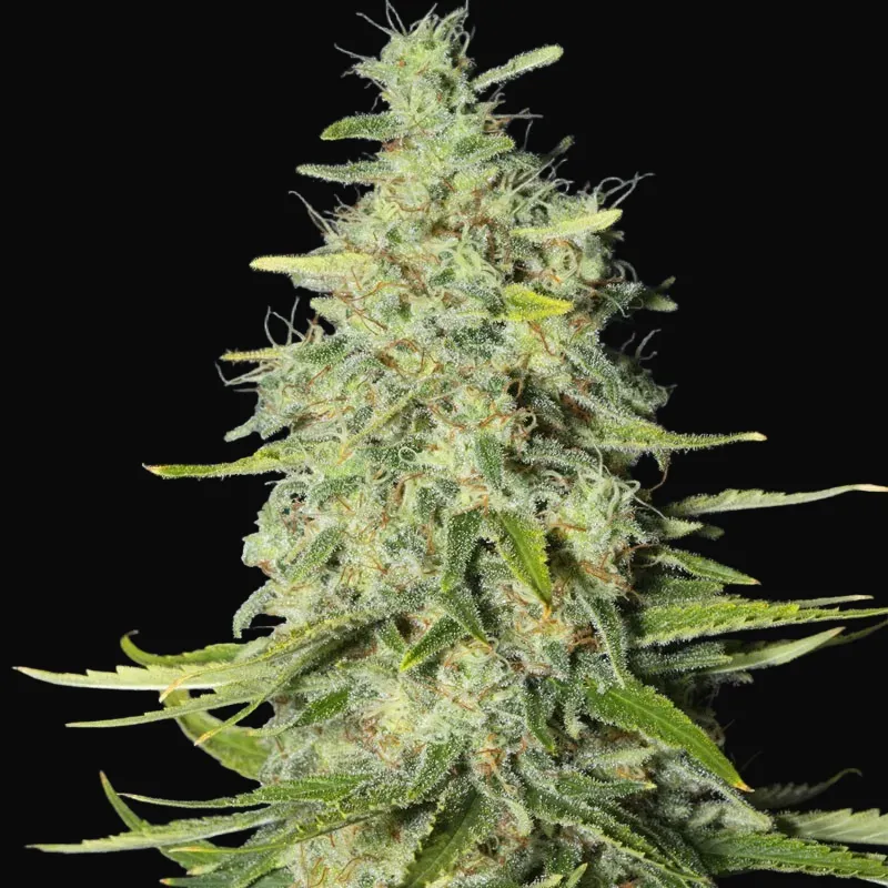 Monster CBD