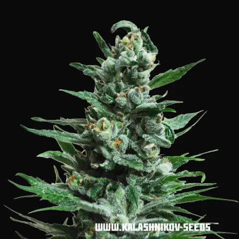 Moscow Blueberry Auto