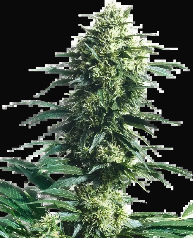 Mother's Finest