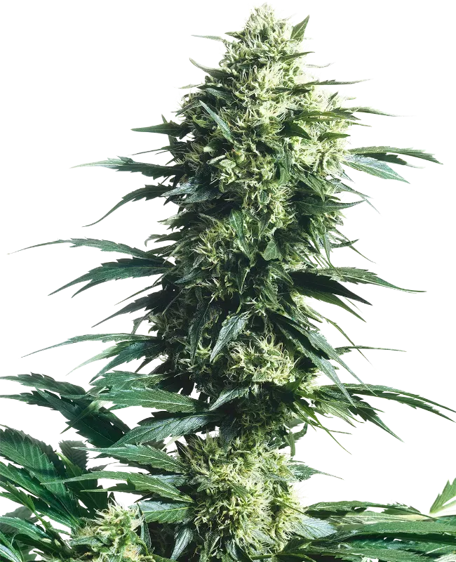 Mother's Finest