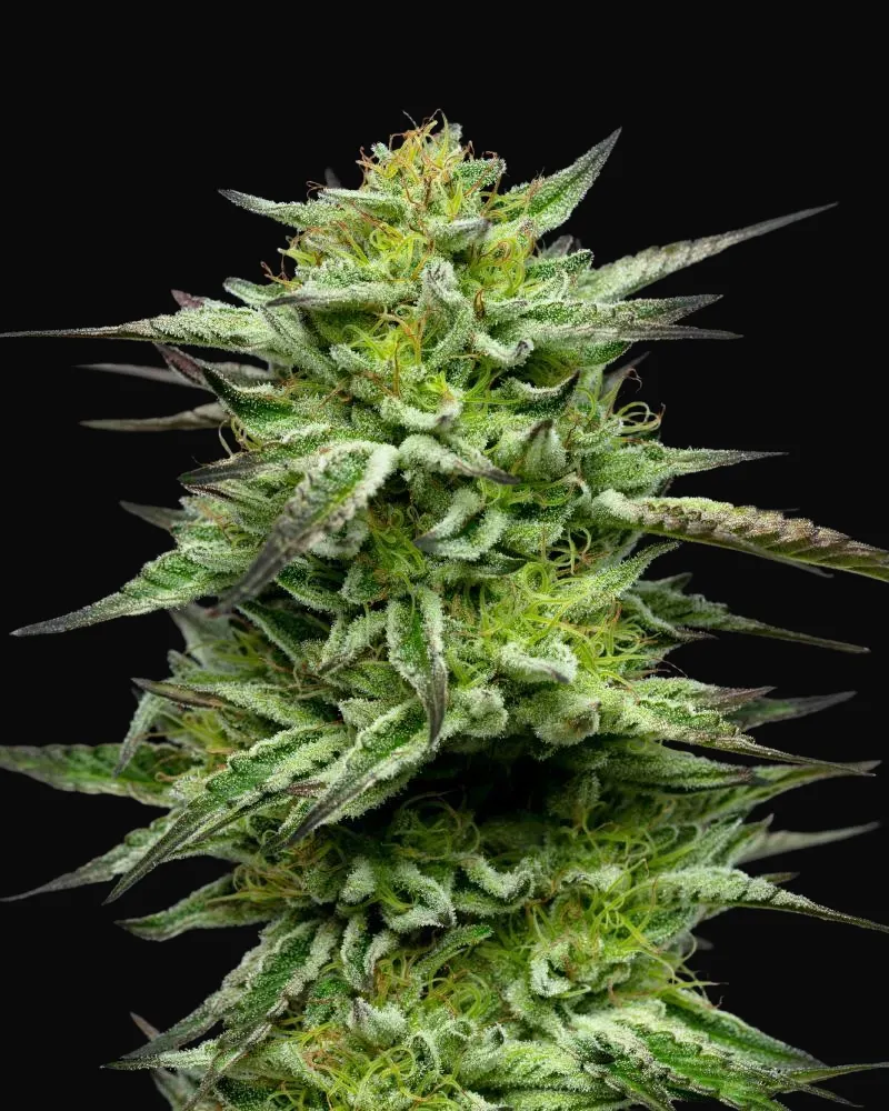 Mountaintop Mint