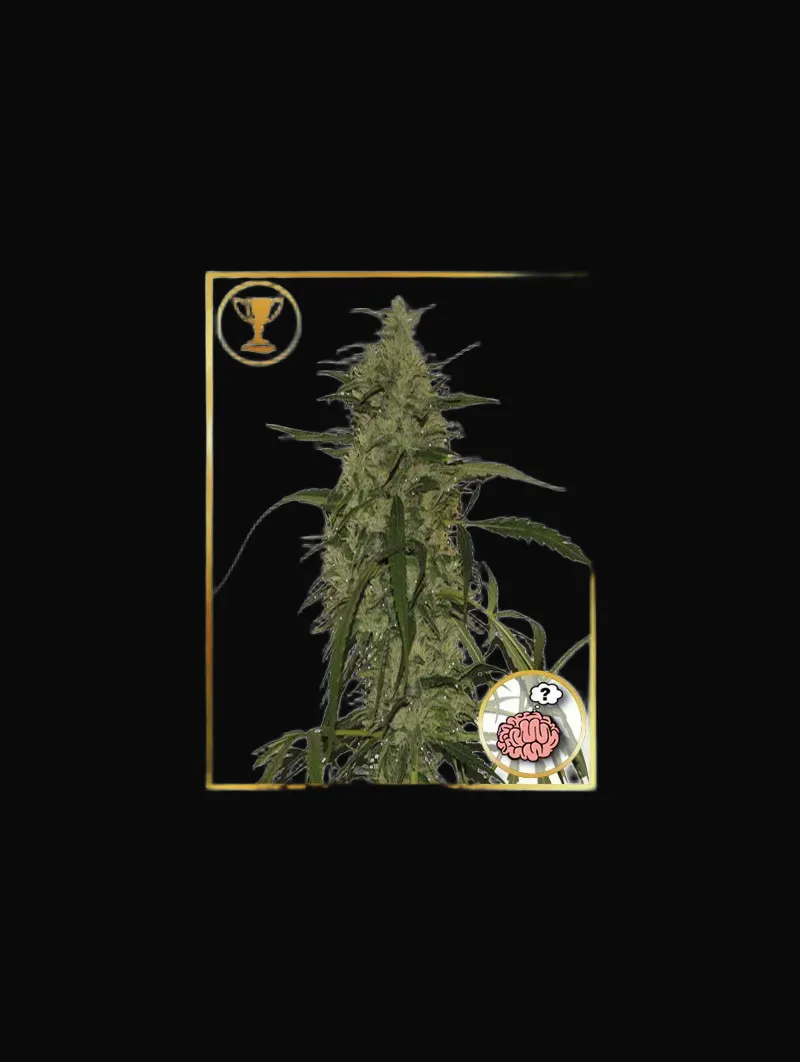 Mr. Amnesia Mass