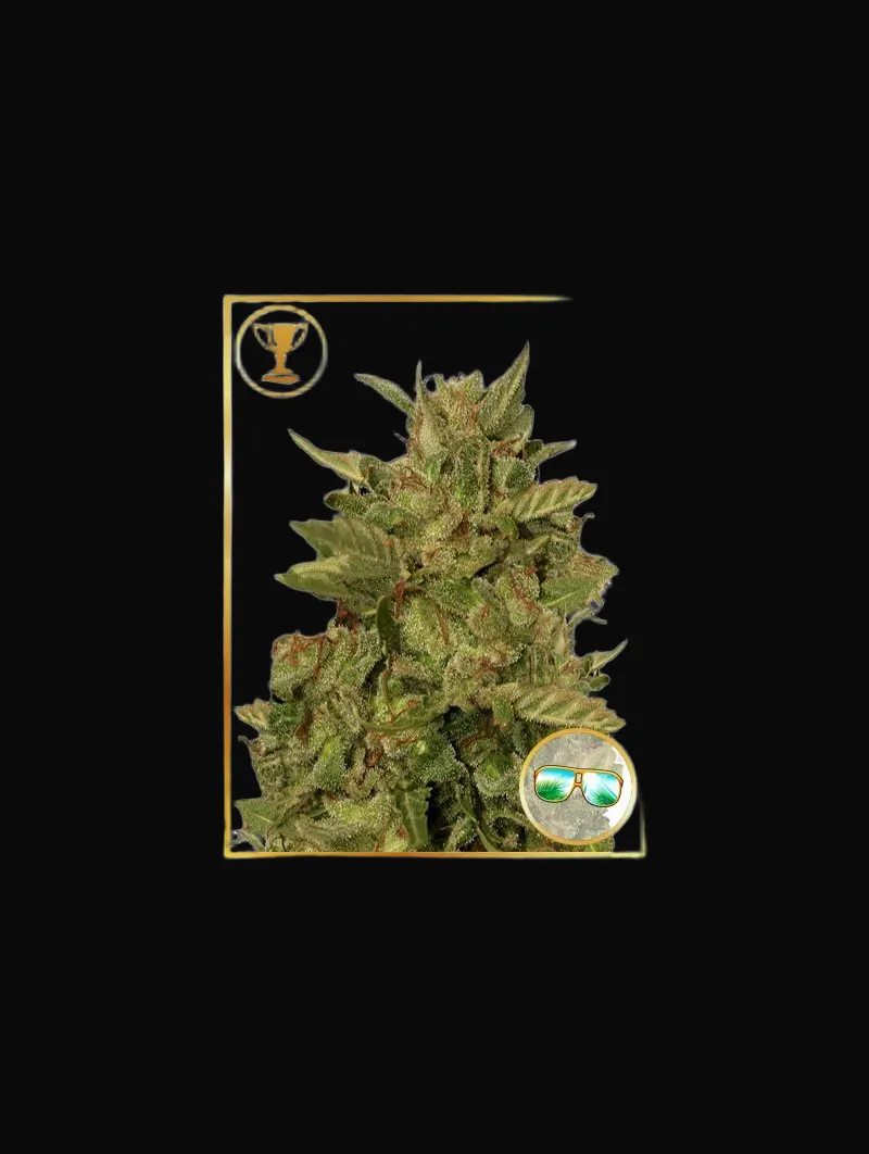 Mr. California Pearl
